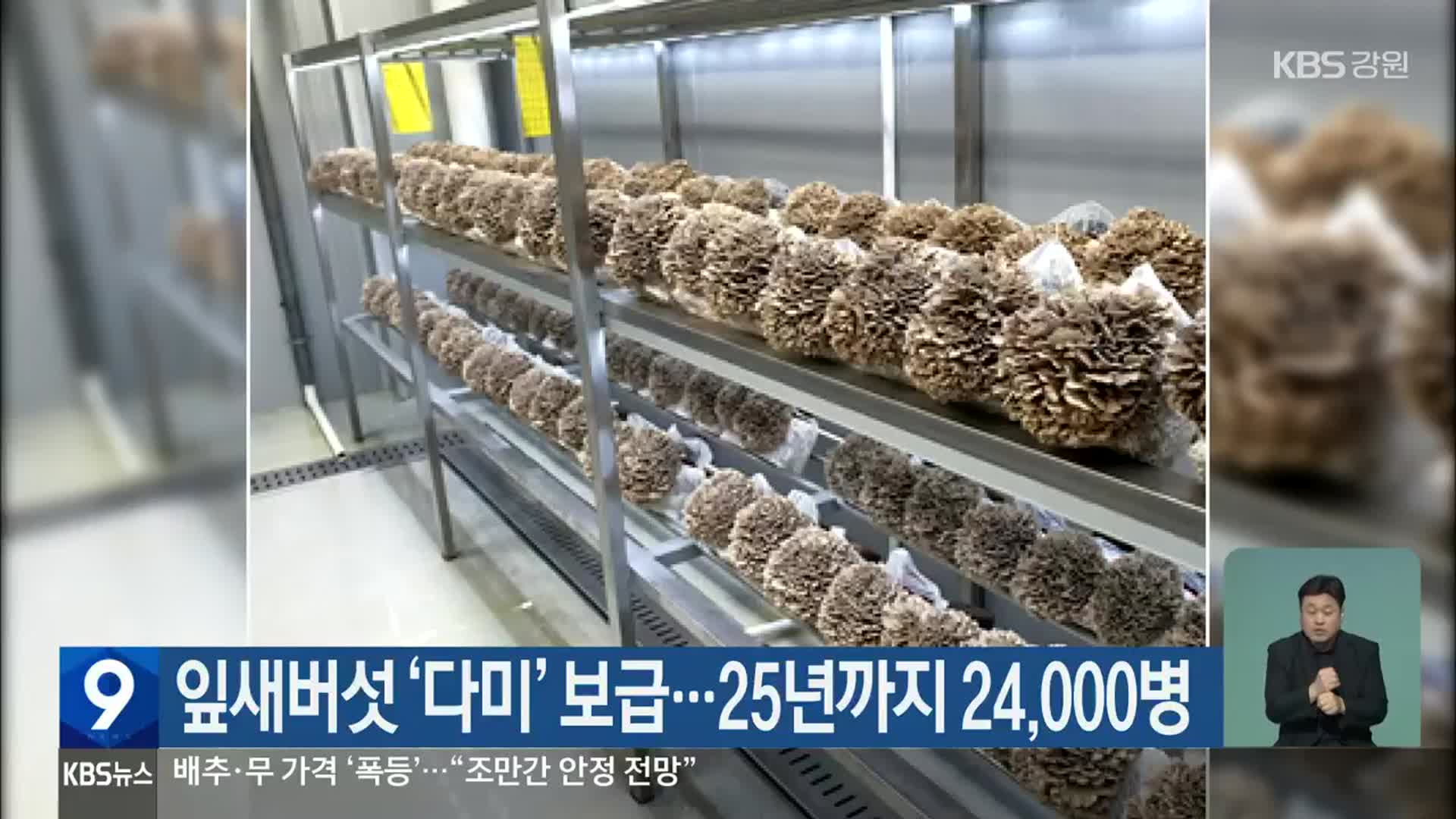 잎새버섯 ‘다미’ 보급…25년까지 24,000병