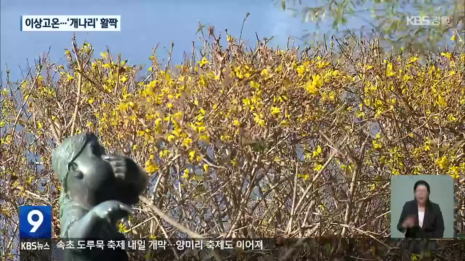 ‘봄의 전령사’ 개나리 ‘활짝’…겨울은 언제 오나?