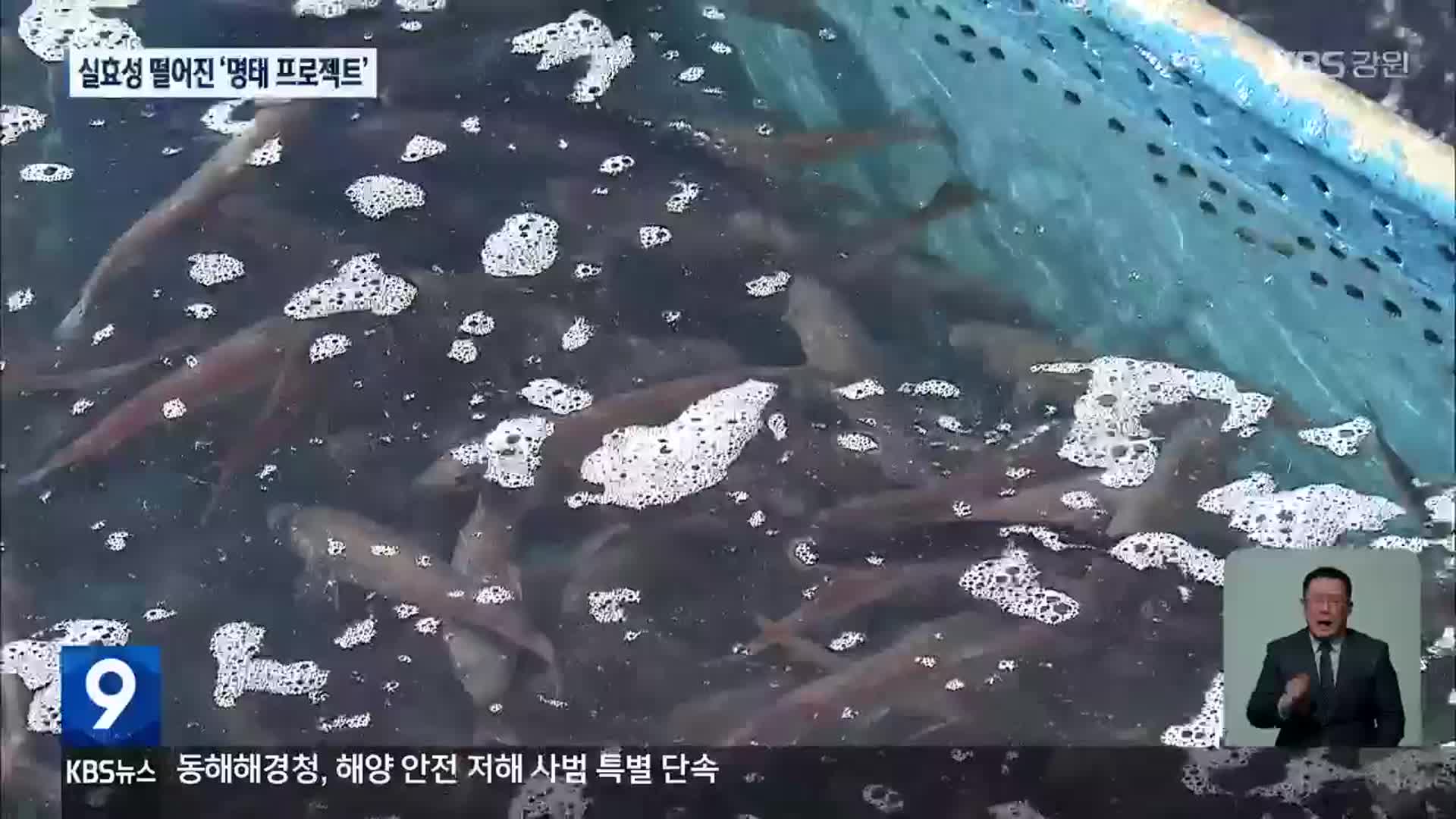 명태 180만 마리 방류했는데…17마리만 잡혀