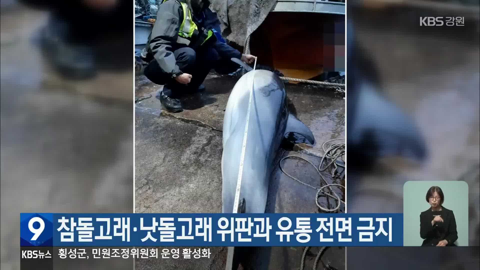 참돌고래·낫돌고래 위판과 유통 전면 금지
