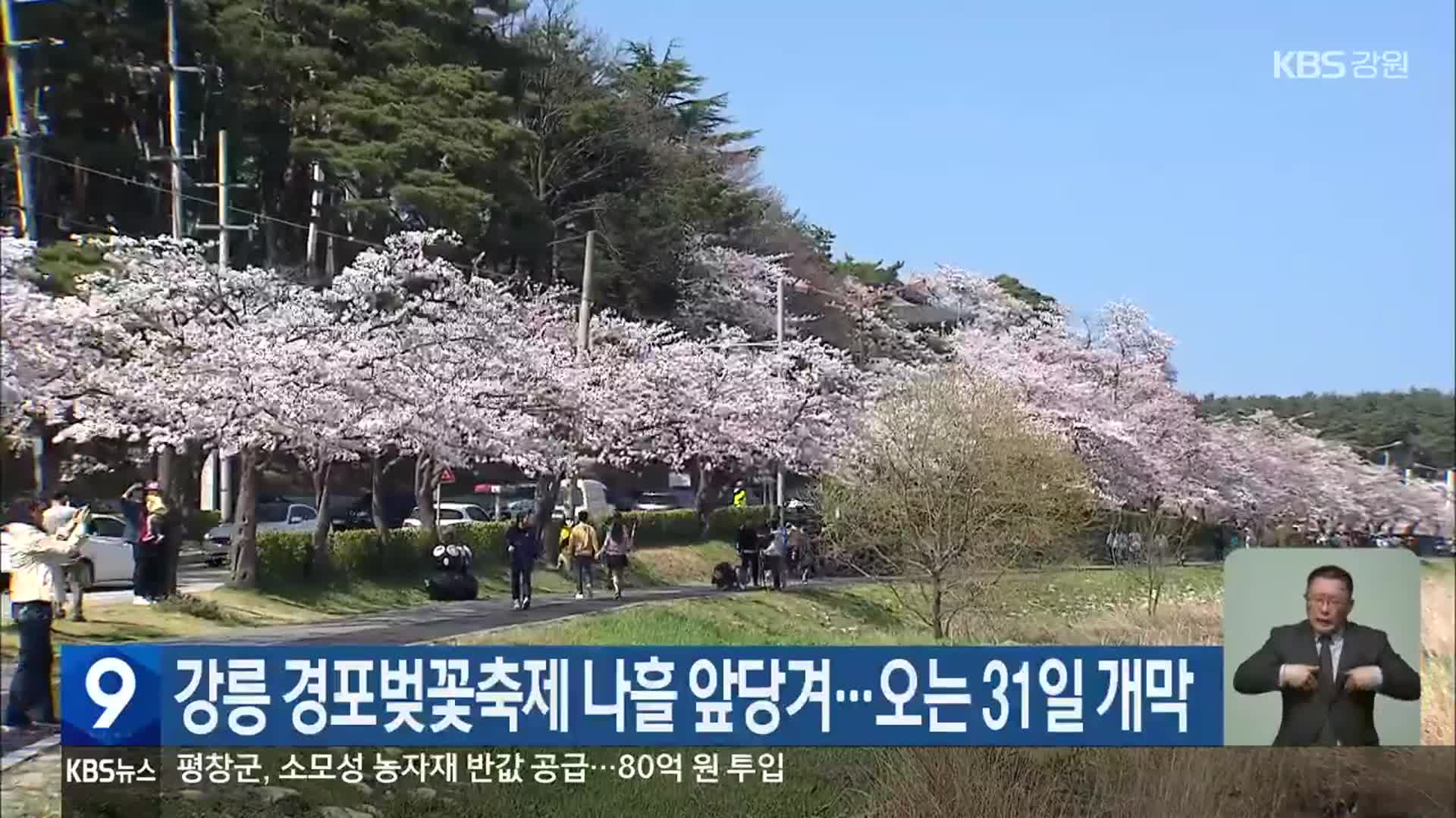 강릉 경포벚꽃축제 나흘 앞당겨…오는 31일 개막