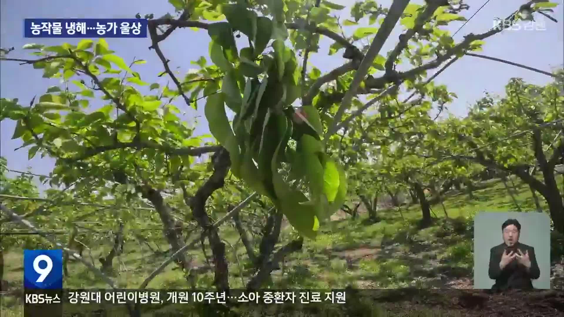 봄철 이상저온 피해…과수농가 울상