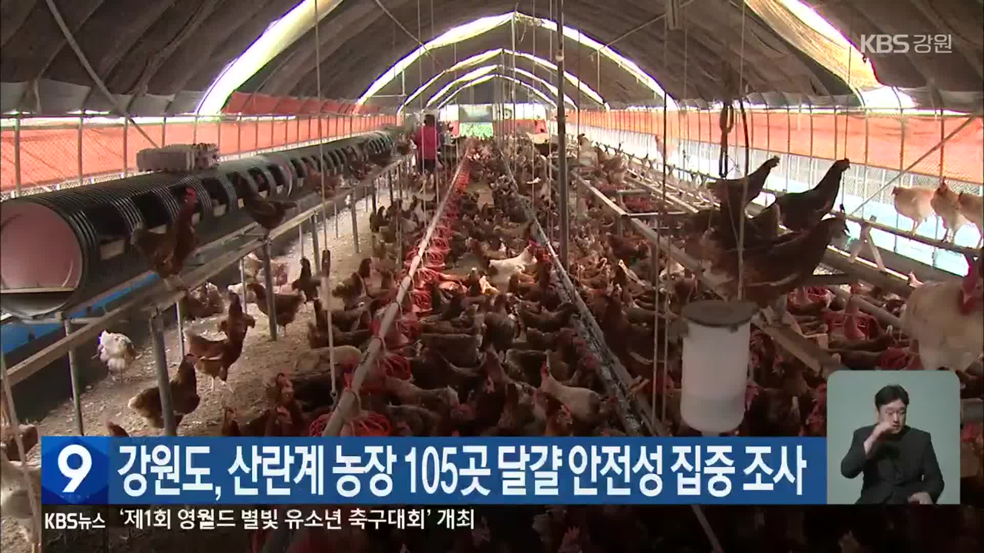 강원도, 산란계 농장 105곳 달걀 안전성 집중 조사