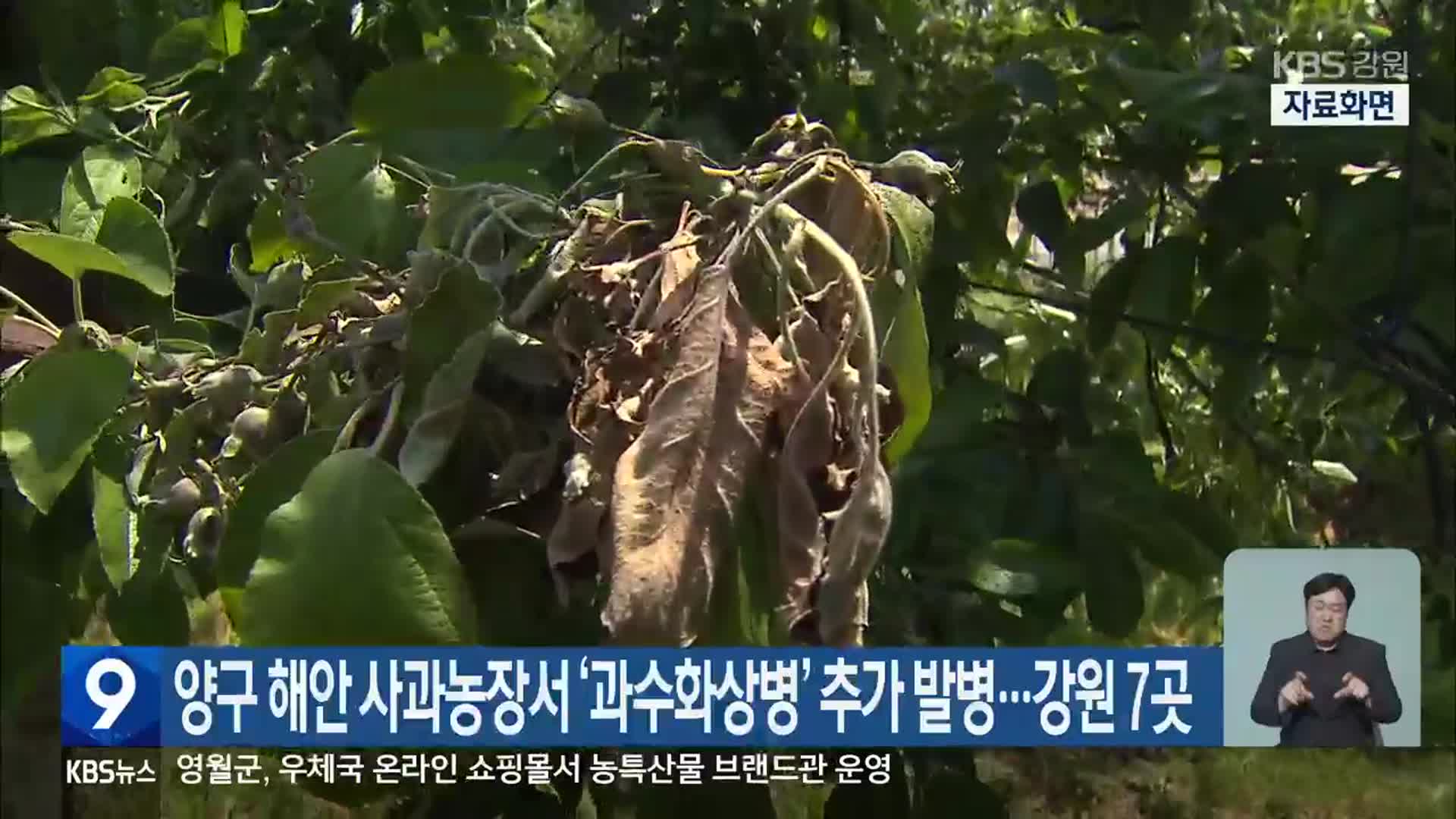 양구 해안 사과농장서 ‘과수화상병’ 추가 발병…강원 7곳