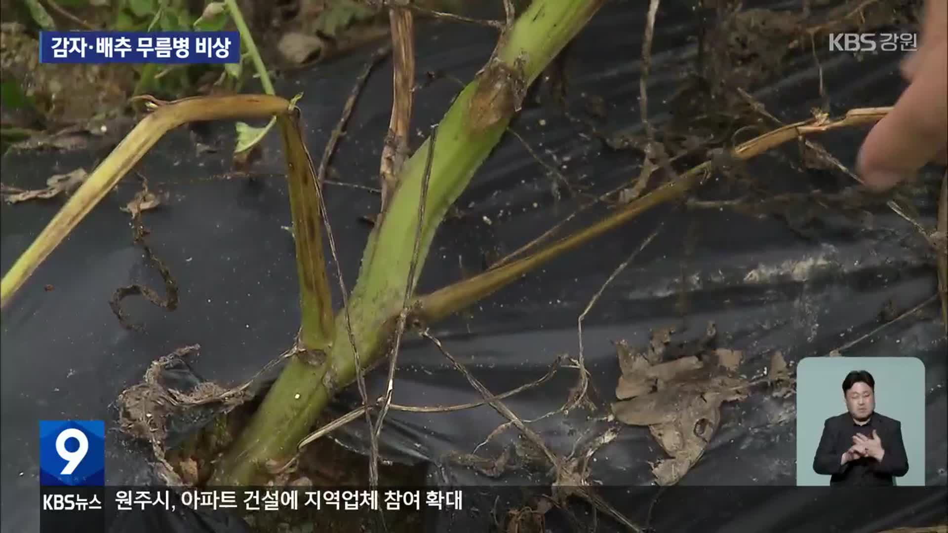 장맛비에 고랭지 감자·배추 무름병 우려