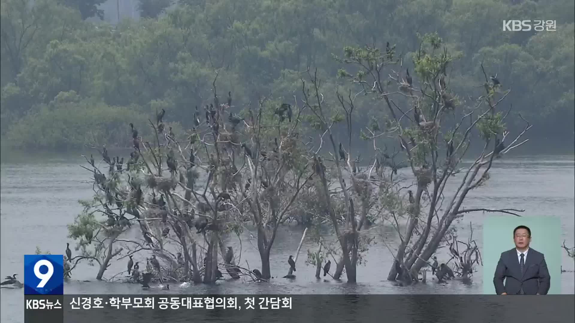 [집중취재] “가마우지로 피해 막심”…특별법 반영 요구