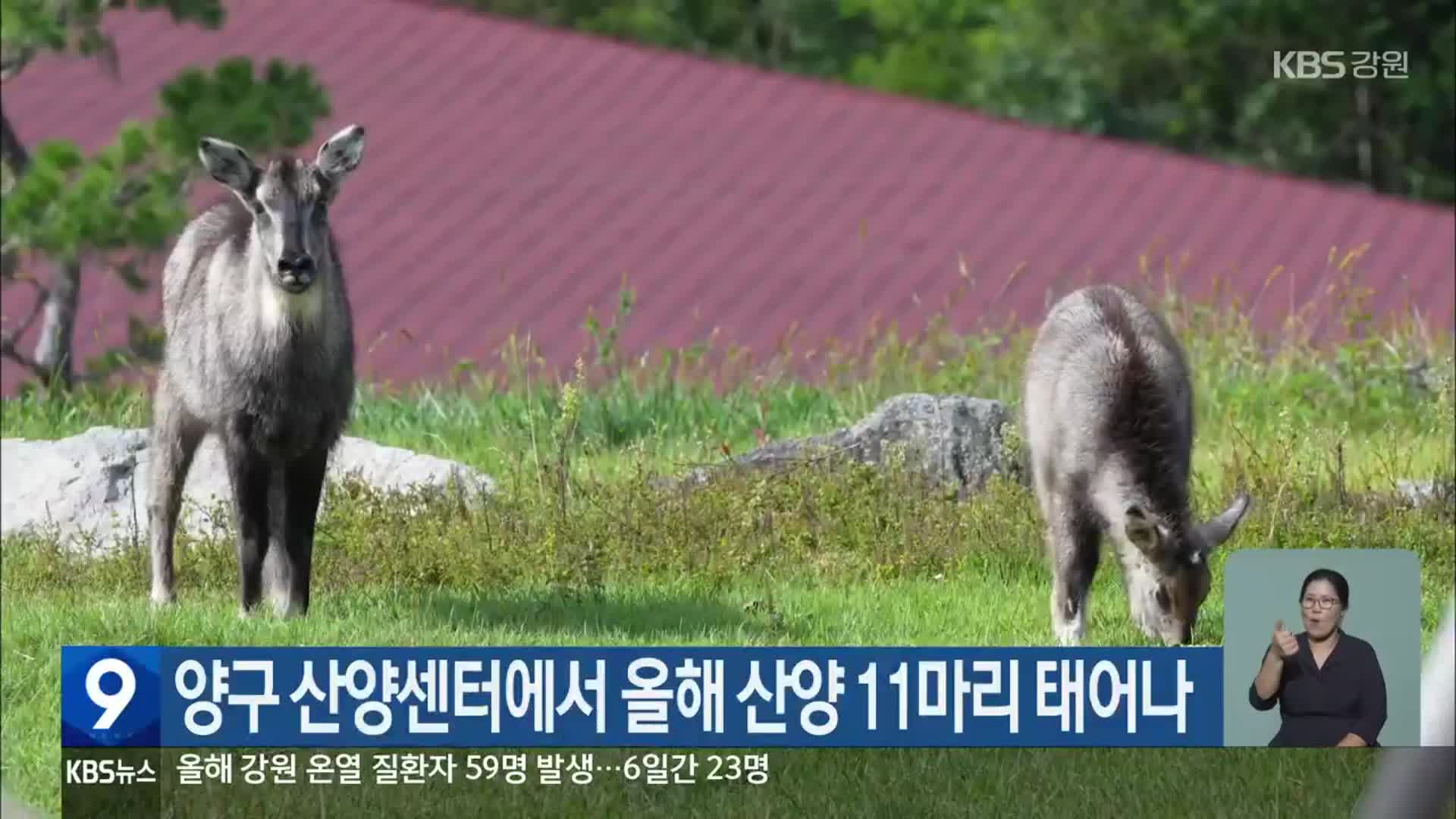 양구 산양센터에서 올해 산양 11마리 태어나