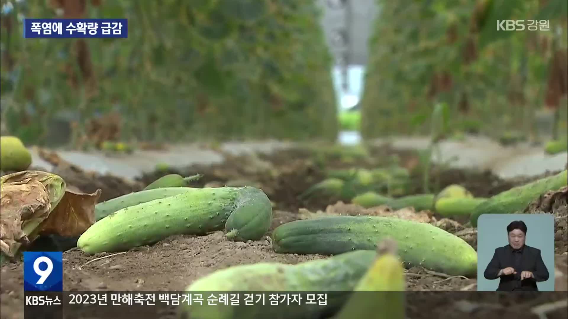 폭염에 오이·애호박 수확량 반 토막…농민 울상