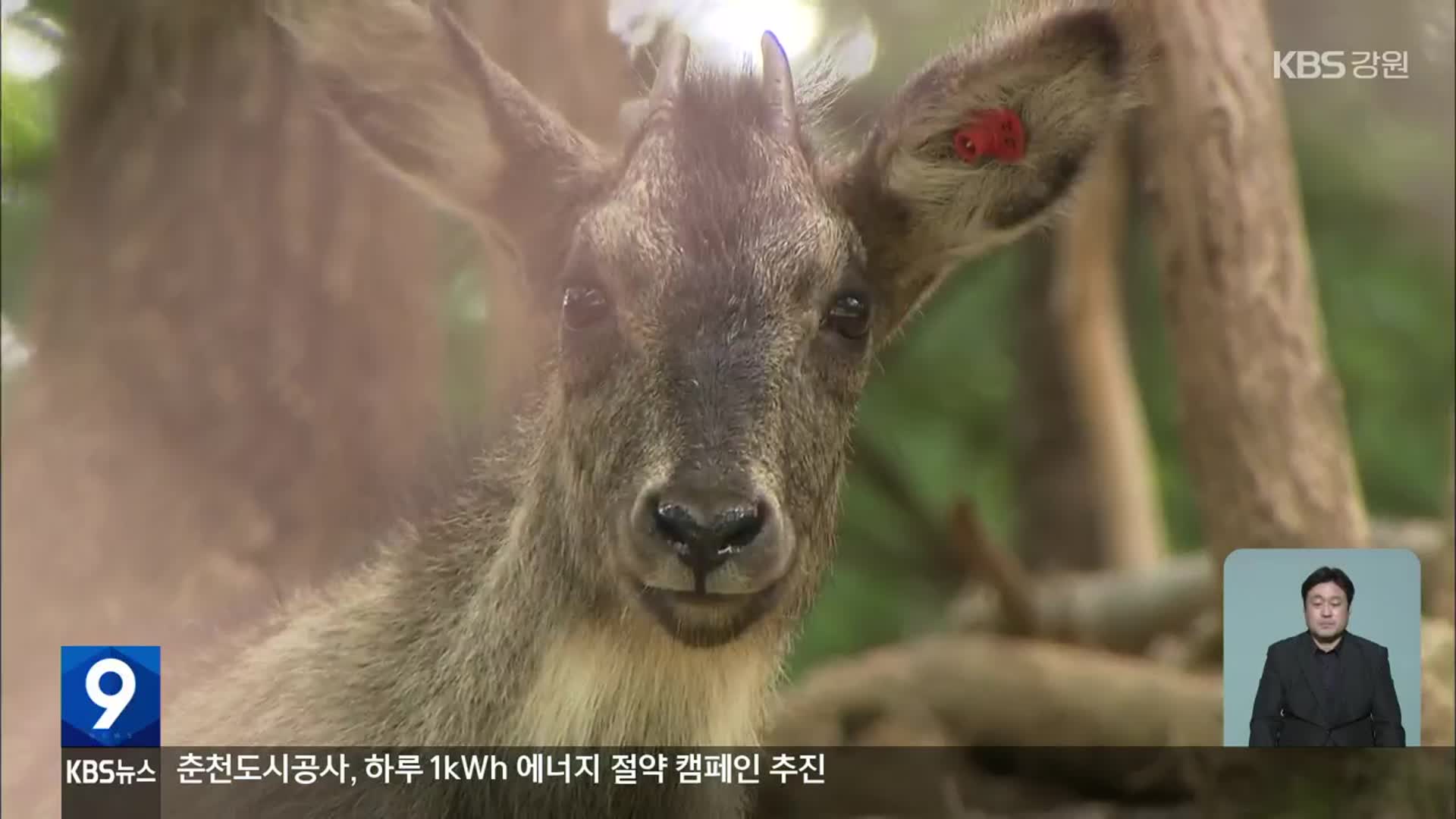 천연기념물 산양 복원 ‘결실’…사후관리가 과제