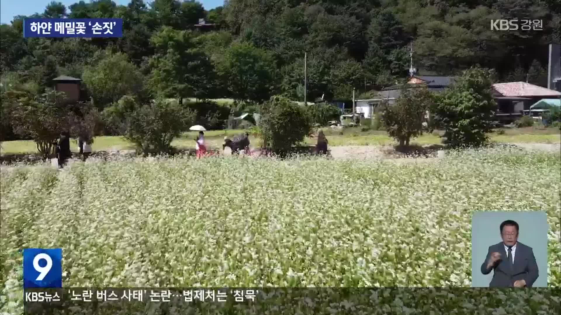 ‘메밀꽃 필 무렵’ 속으로…‘효석문화제’ 4년 만에 재개