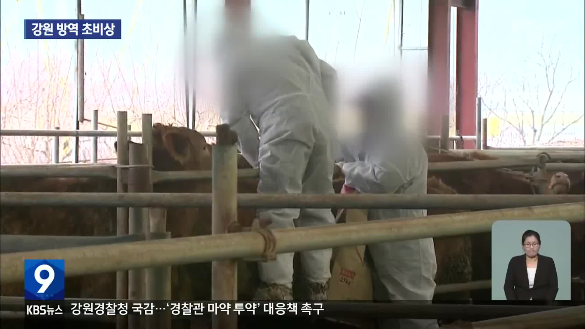 ‘럼피스킨병’ 확산…강원 전역 방역 비상!