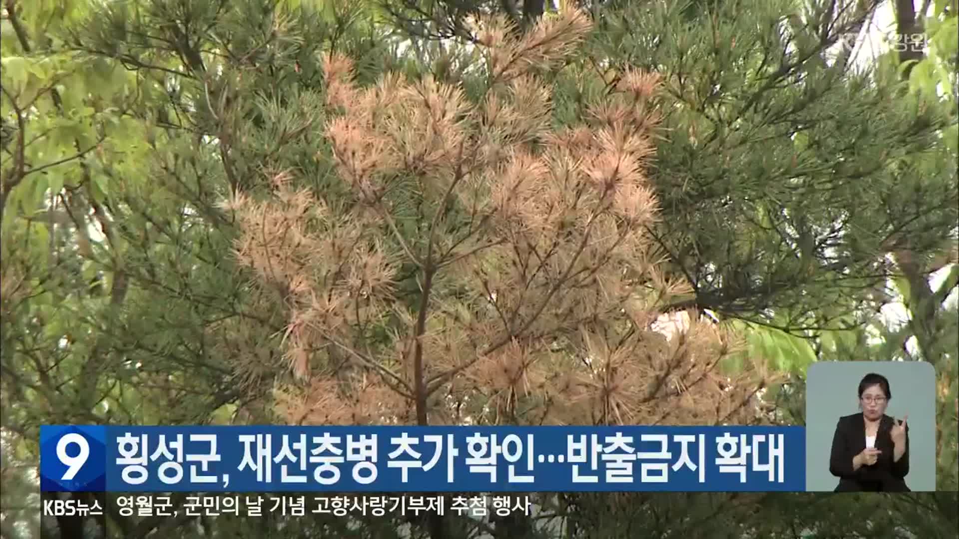 횡성군, 재선충병 추가 확인…반출금지 확대