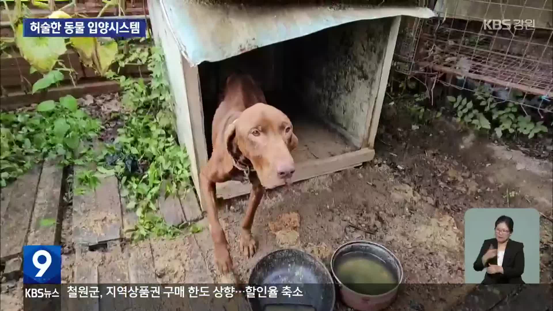 도견장서 구조된 개, 다시 도견장 전 직원에게 입양