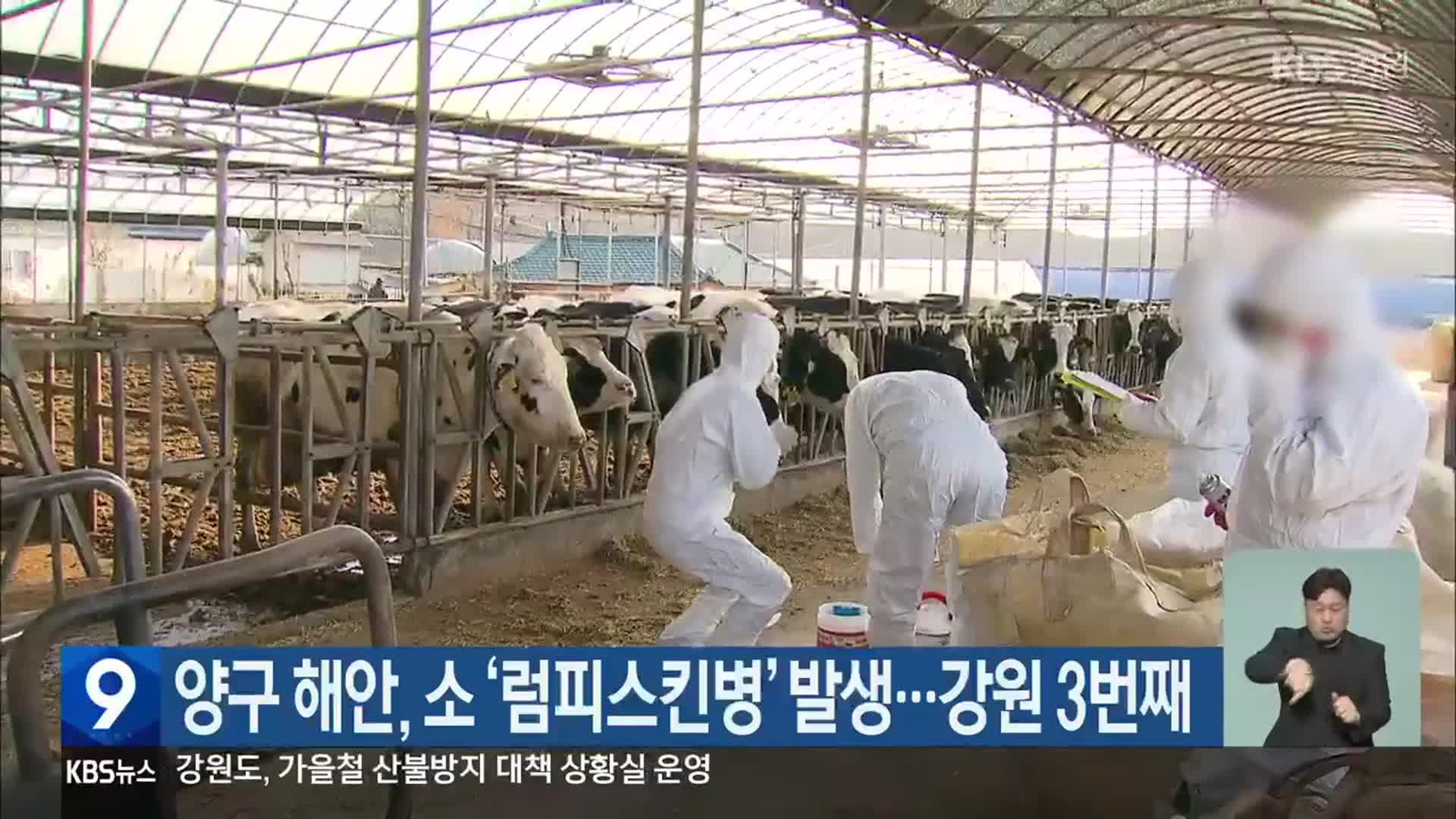 양구 해안, 소 ‘럼피스킨병’ 발생…강원 3번째