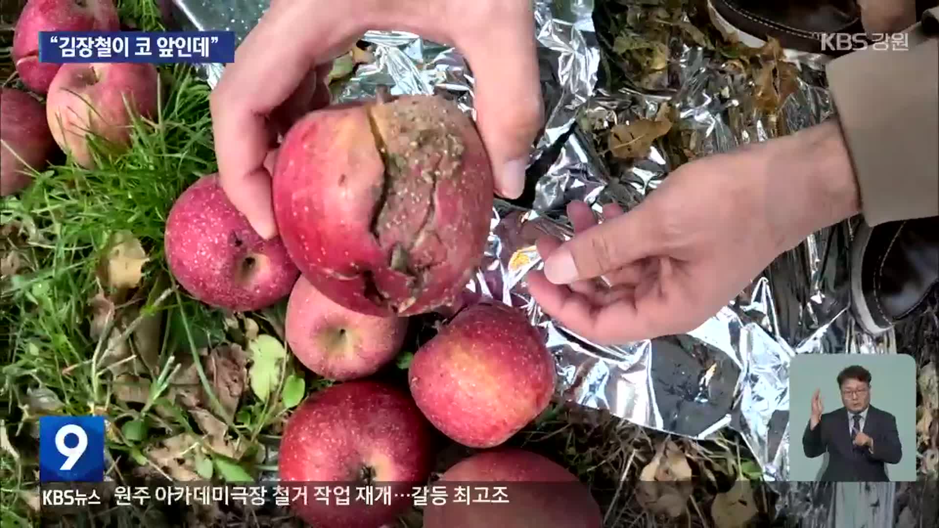 “김장철 코앞인데”…수확 앞두고 날벼락 맞은 농가 울상