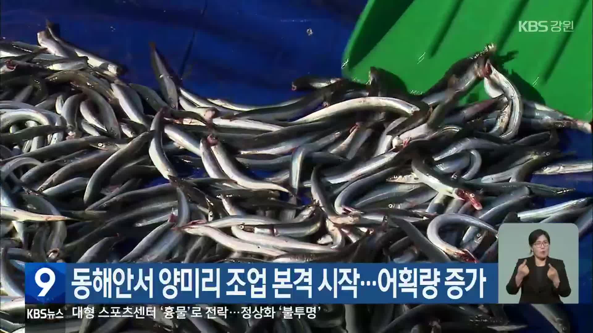 동해안서 양미리 조업 본격 시작…어획량 증가