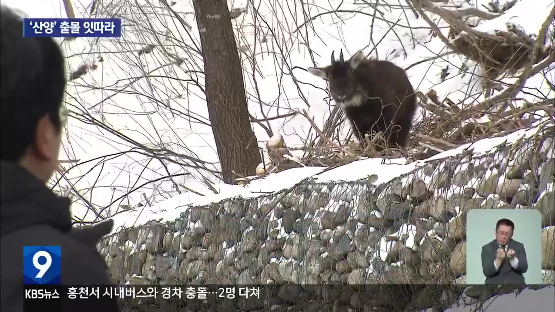 “네가 왜 여기서 나와?”…도로변 나타난 ‘산양’ 무리