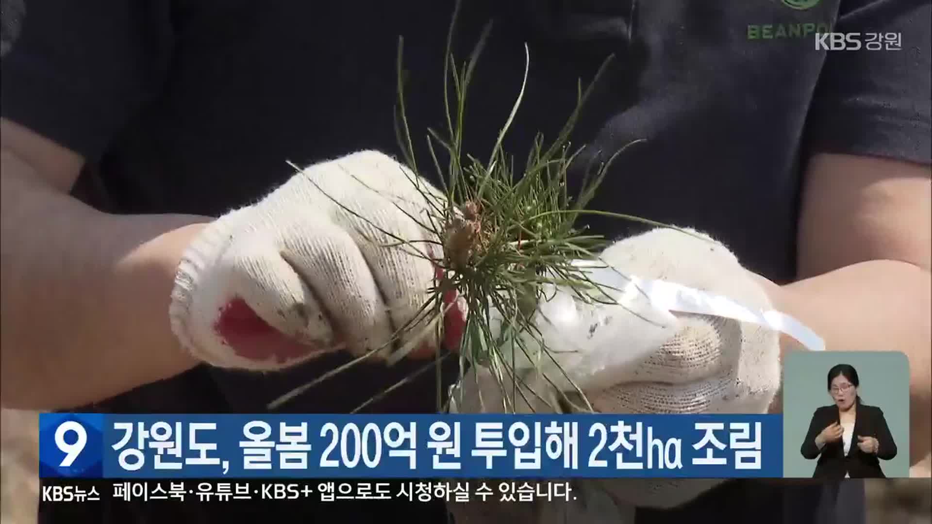 강원도, 올봄 200억 원 투입해 2천㏊ 조림