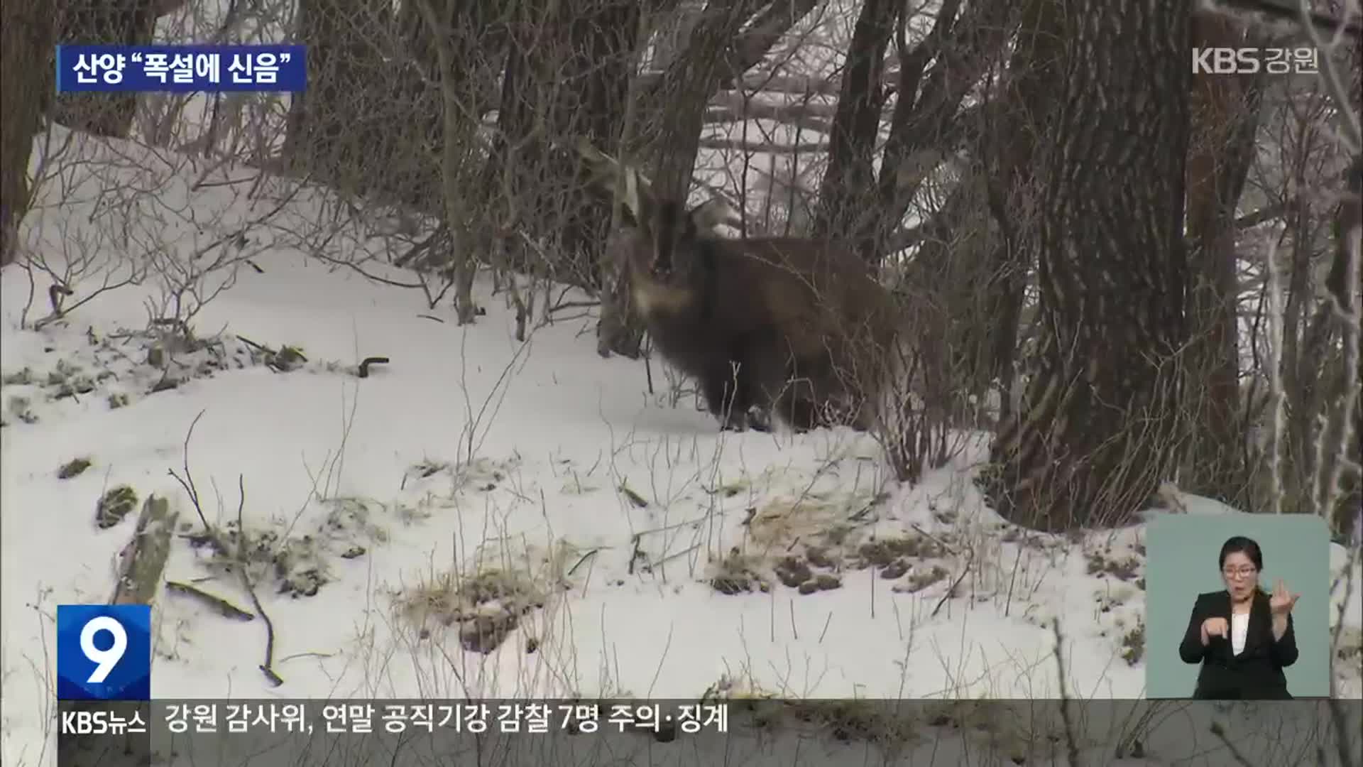 “폭설에 신음”…멸종위기종 산양을 살려라!
