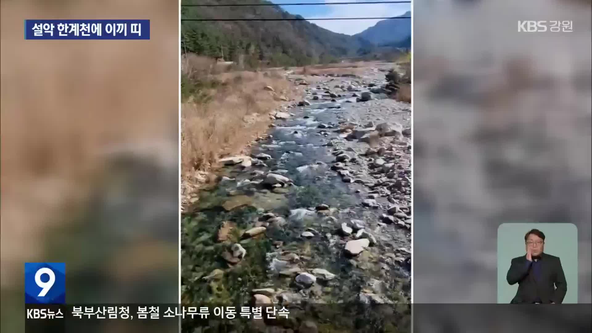 설악 한계천에 이끼 띠…환경부 산하기관 오염수 방류