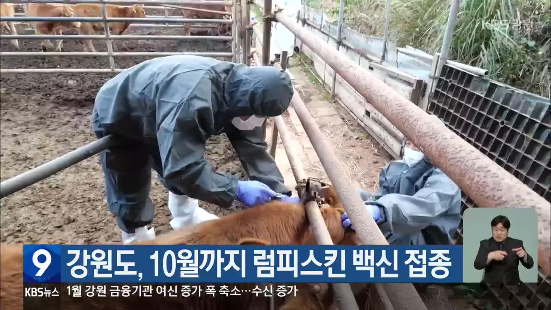 강원도, 10월까지 럼피스킨 백신 접종