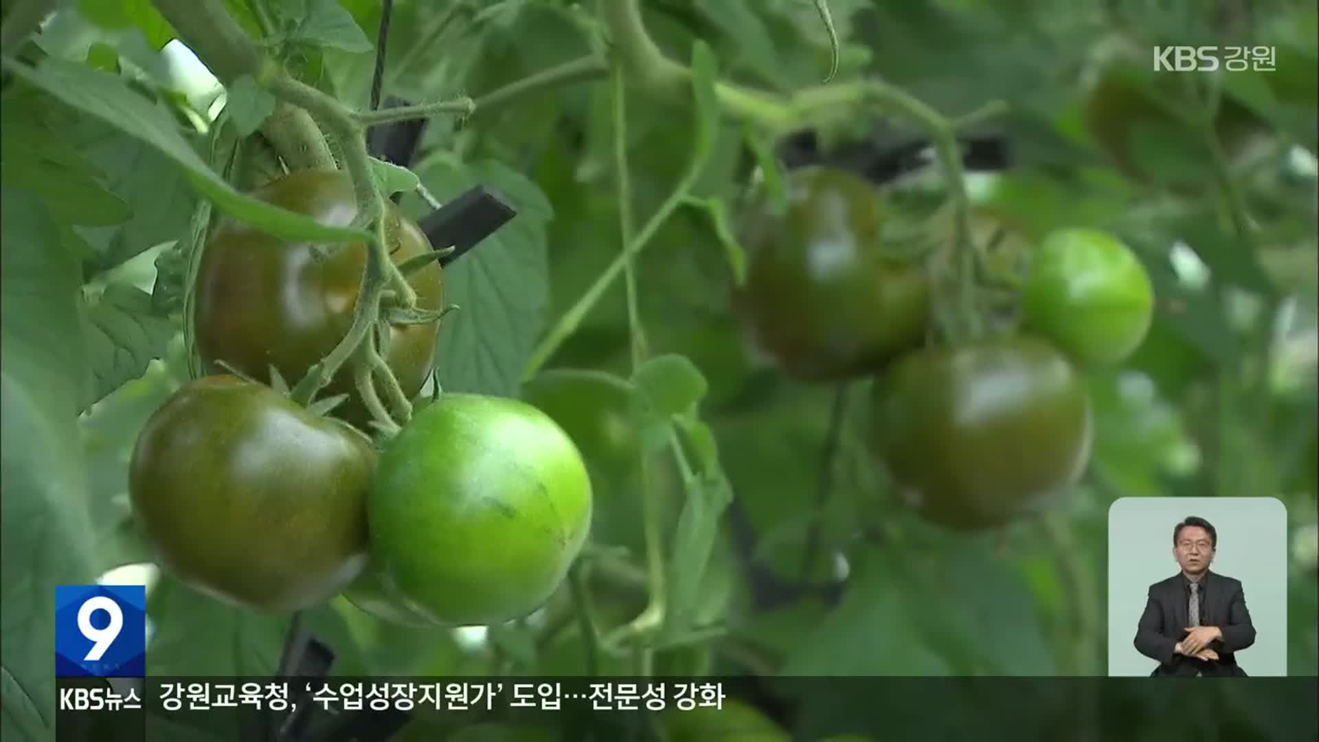 화천의 ‘검은 보석, 흑토마토’ 출하 시작…생산량 10배 증가