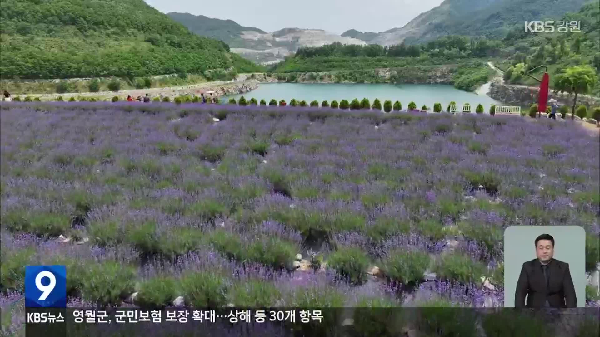 관광객 사로잡은 라벤더축제…동해 무릉별유천지 활성화 박차