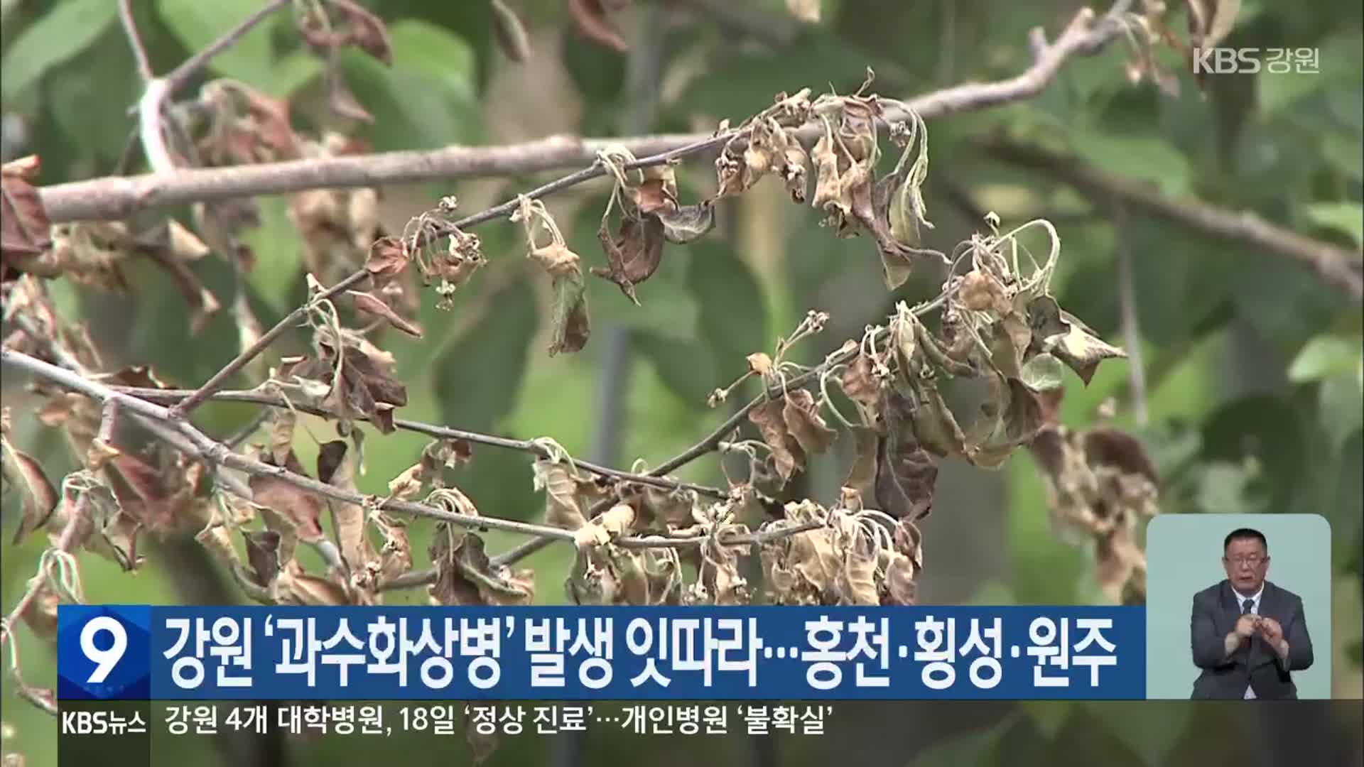 강원 ‘과수화상병’ 발생 잇따라…홍천·횡성·원주