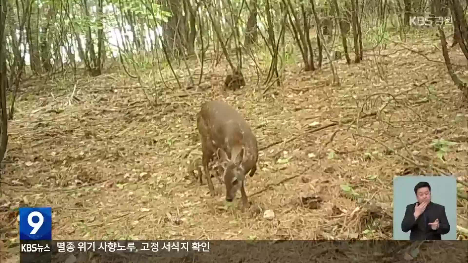 멸종 위기 사향노루, 민통선 내 고정 서식지 확인