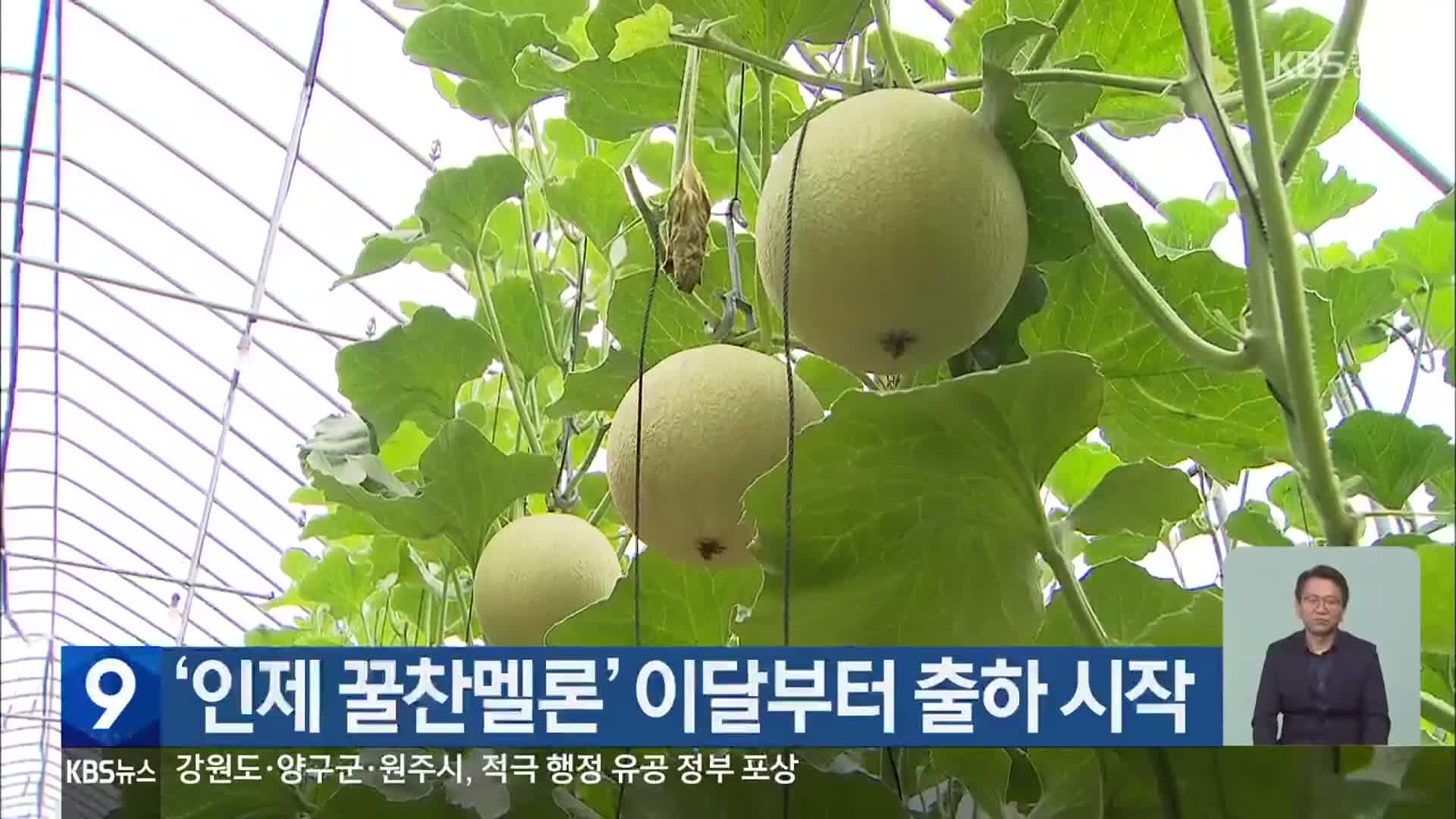 ‘인제 꿀찬멜론’ 이달부터 출하 시작