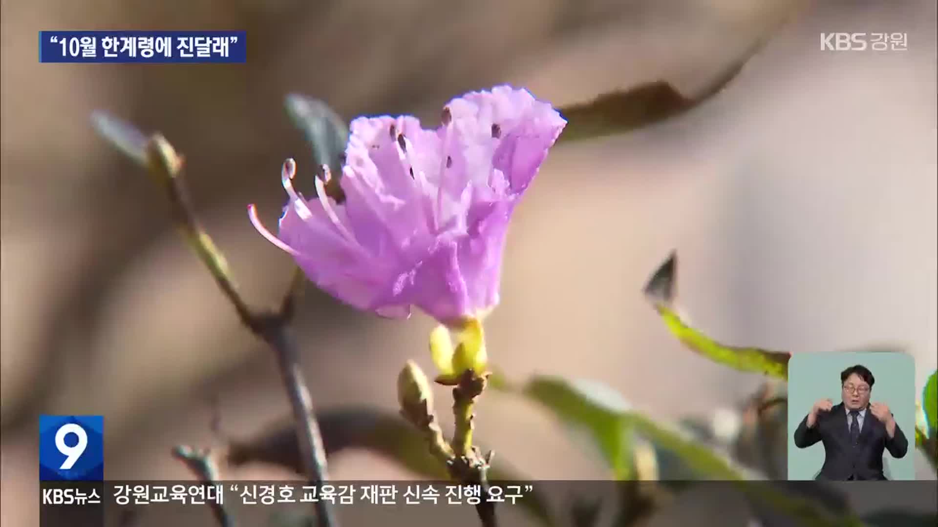 “10월 한계령에 진달래”…잇단 산림 ‘이상 현상’