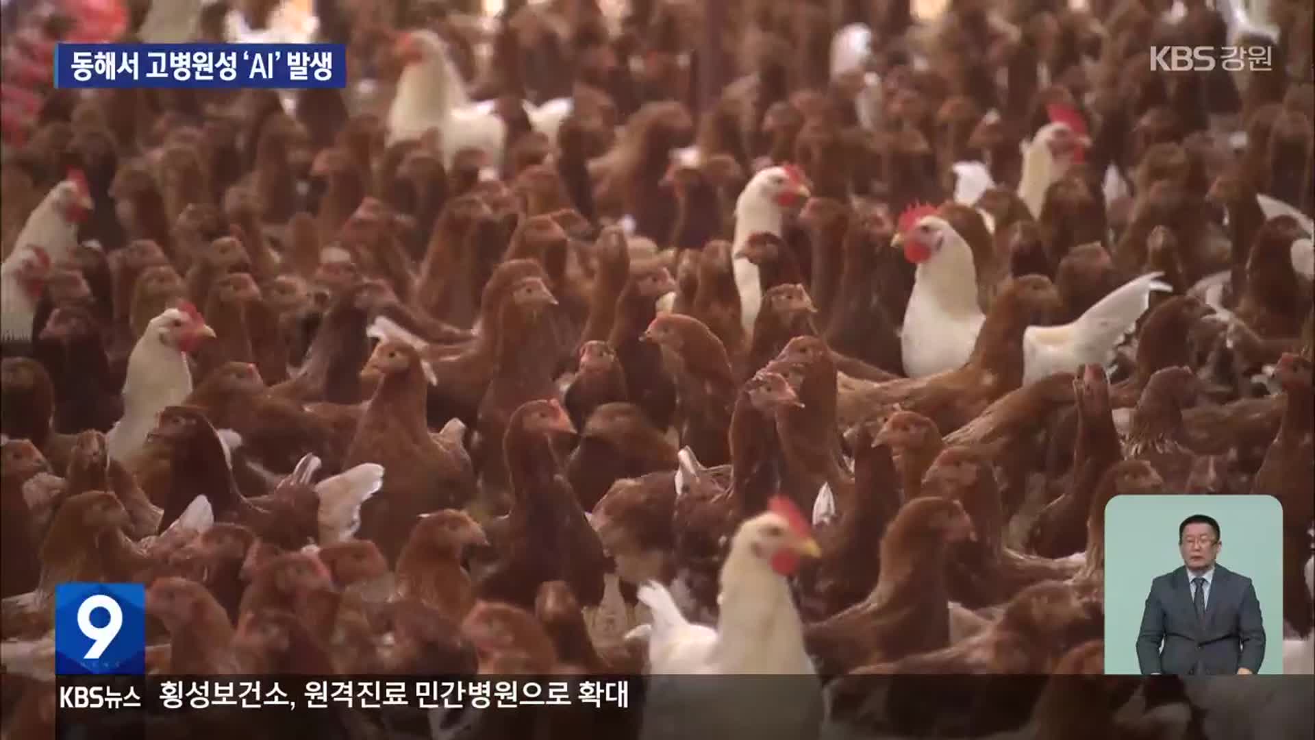 강원 산란계 농장 고병원성 조류인플루엔자 발생…올가을 처음