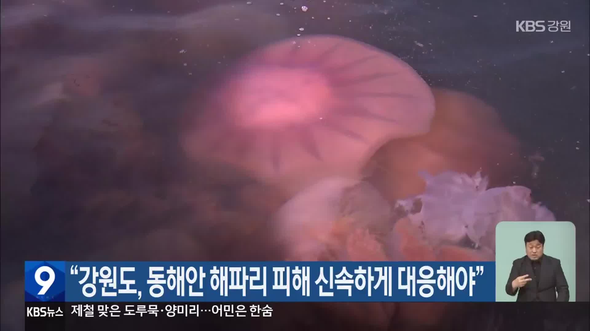 “강원도, 동해안 해파리 피해 신속하게 대응해야”