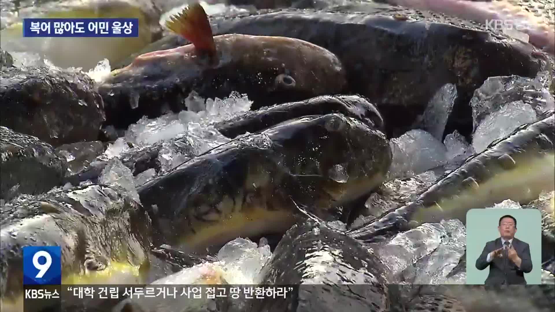 복어 잡는 ‘오징어 배’…어획량 늘어도 울상