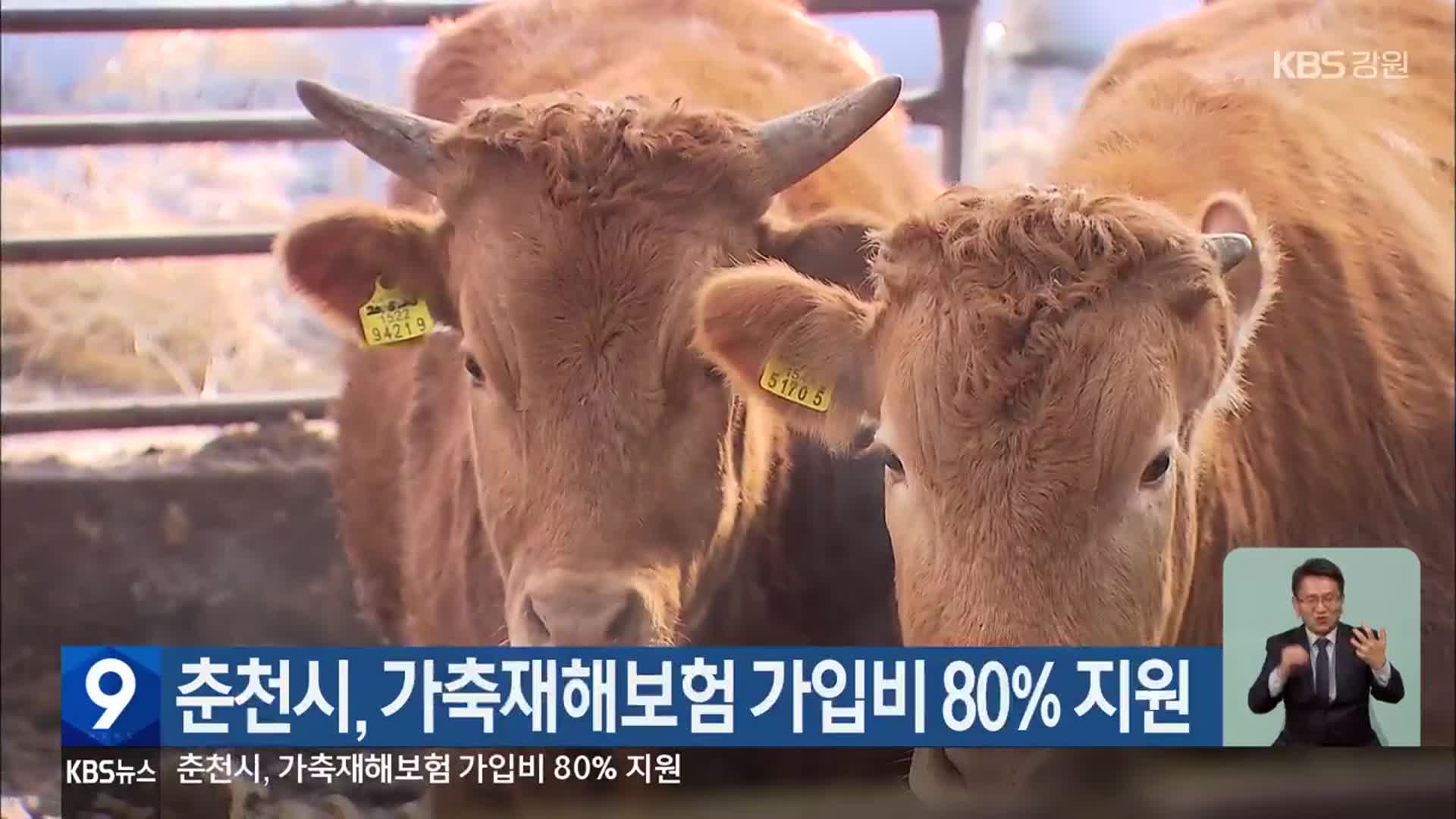 춘천시, 가축재해보험 가입비 80% 지원