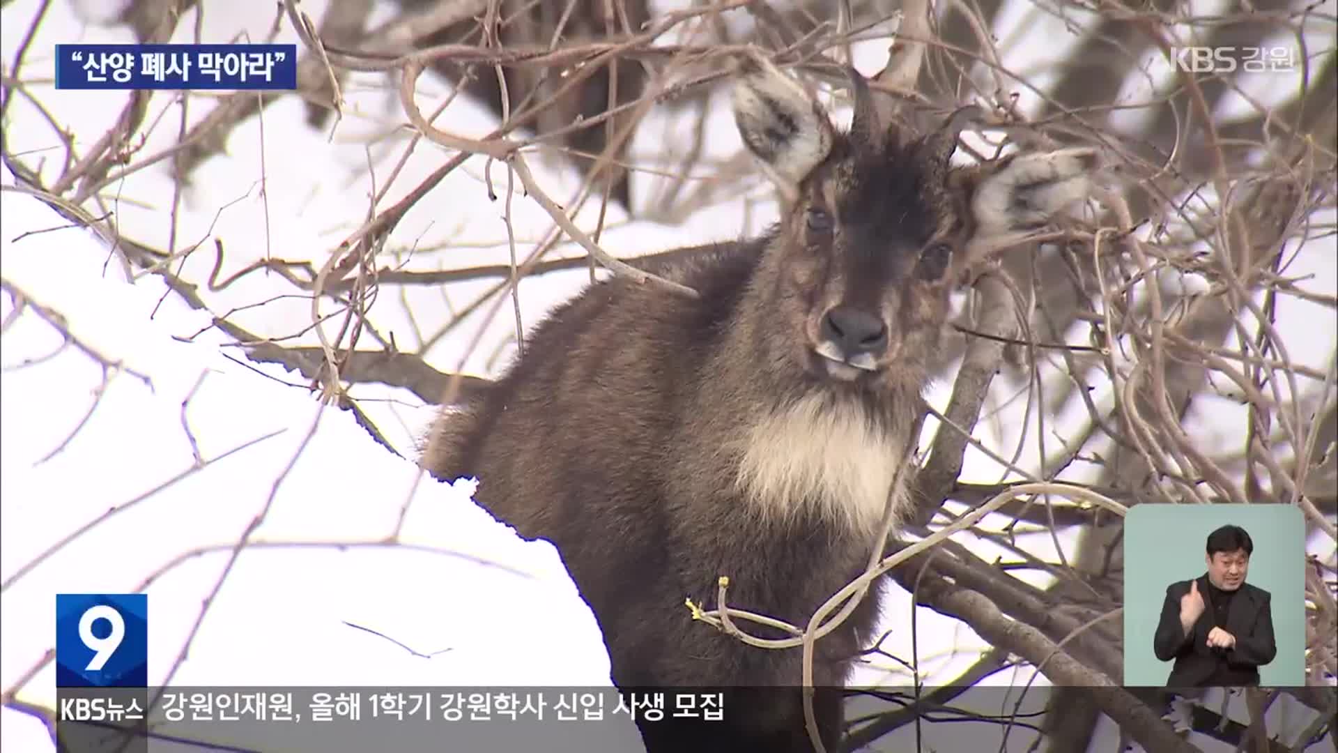 “겨울철 산양 폐사 막아라”…쉼터부터 먹이주기까지