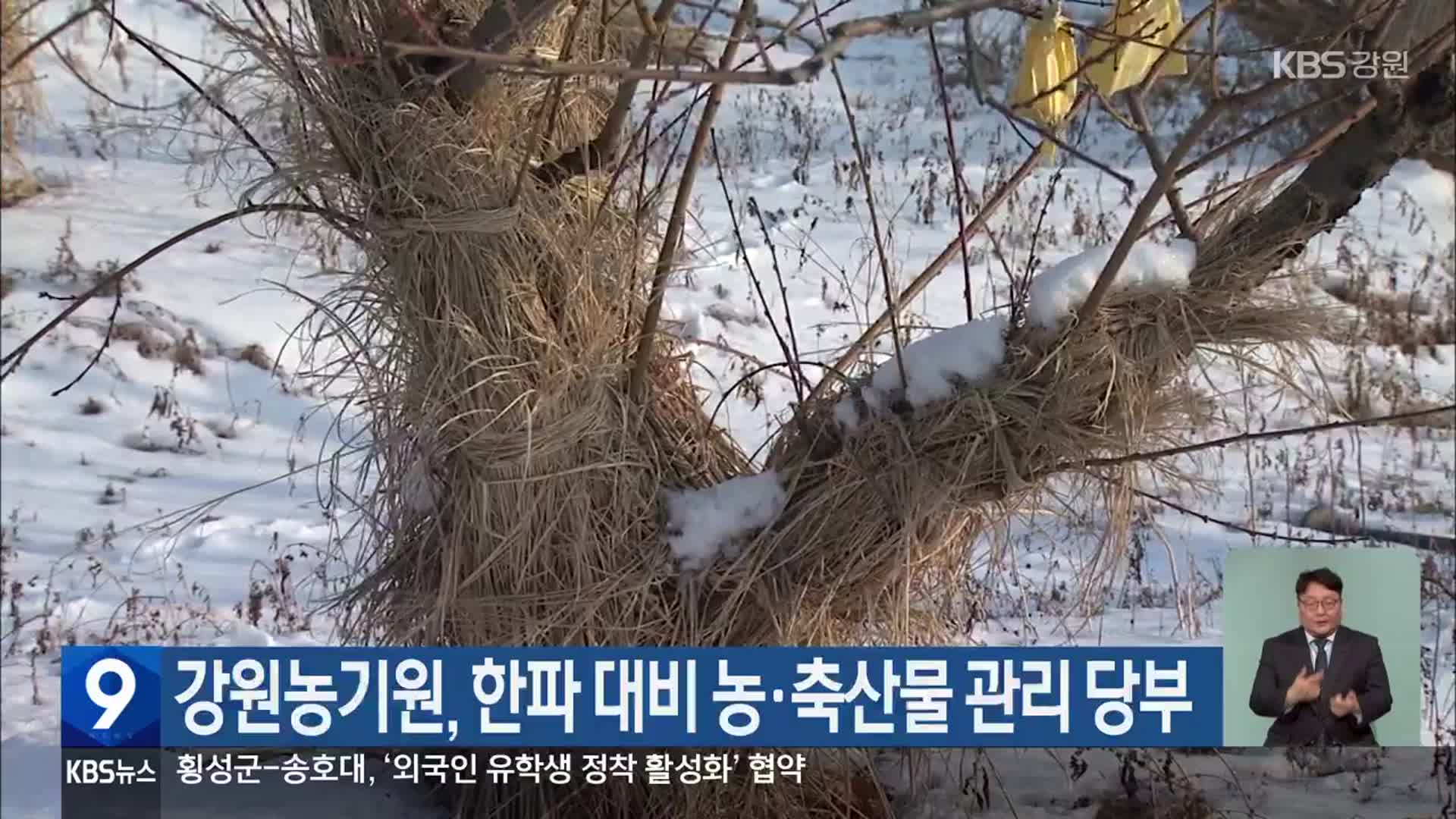 강원농기원, 한파 대비 농·축산물 관리 당부