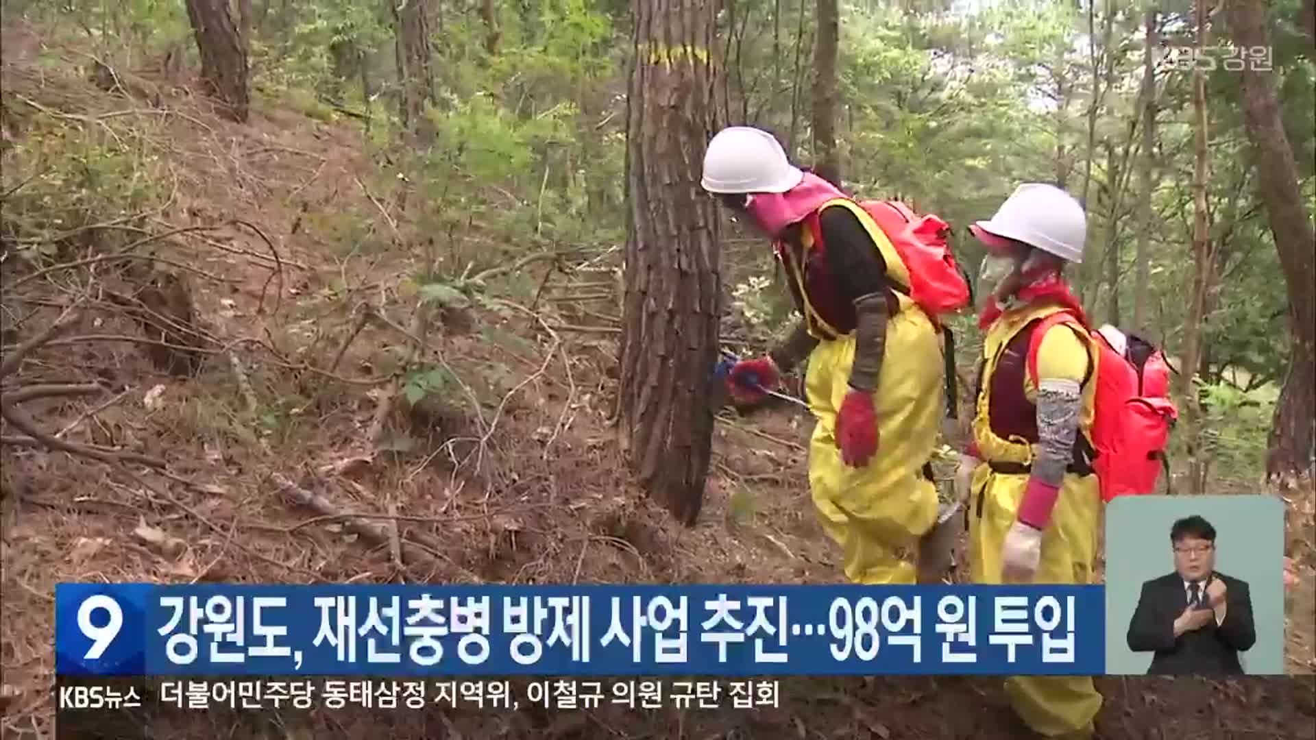 강원도, 재선충병 방제 사업 추진…98억 원 투입