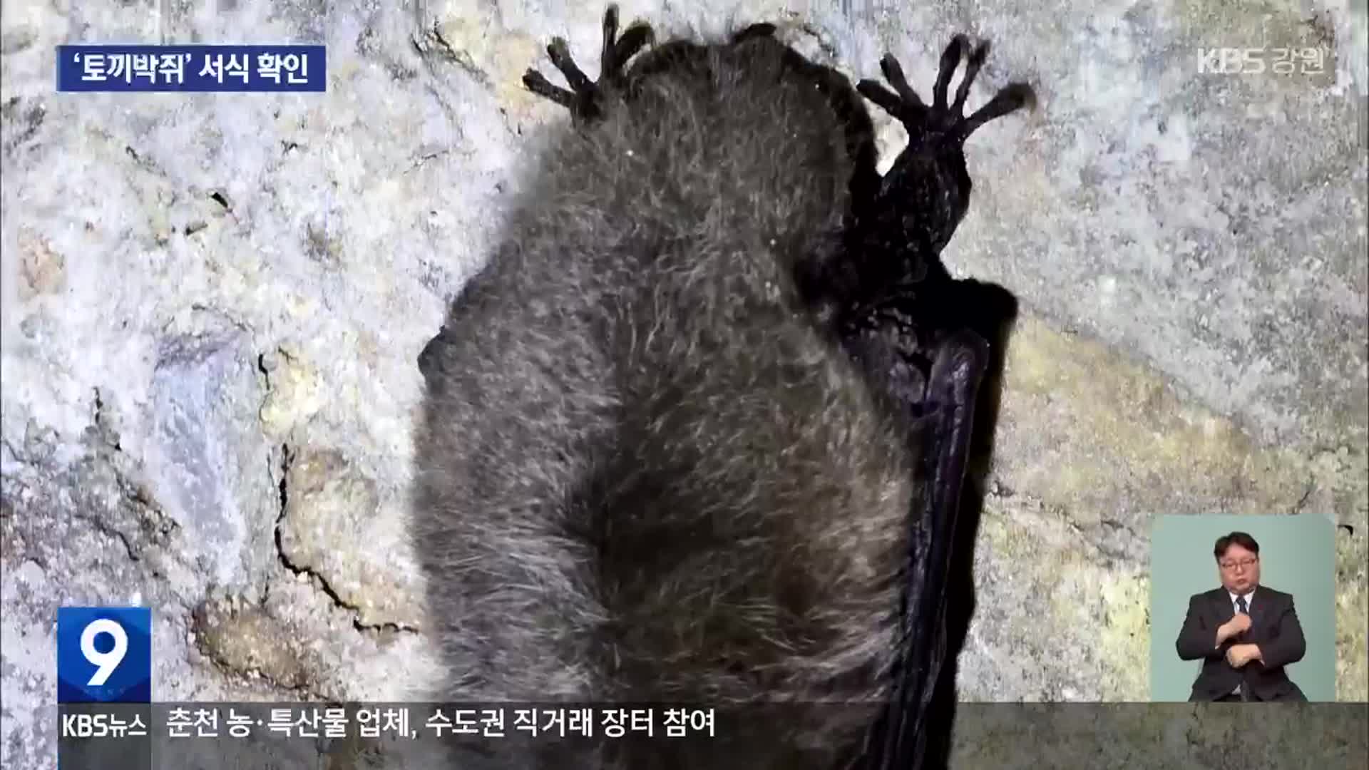 원주 똬리굴 대상지에 멸종위기종 ‘토끼박쥐’ 확인