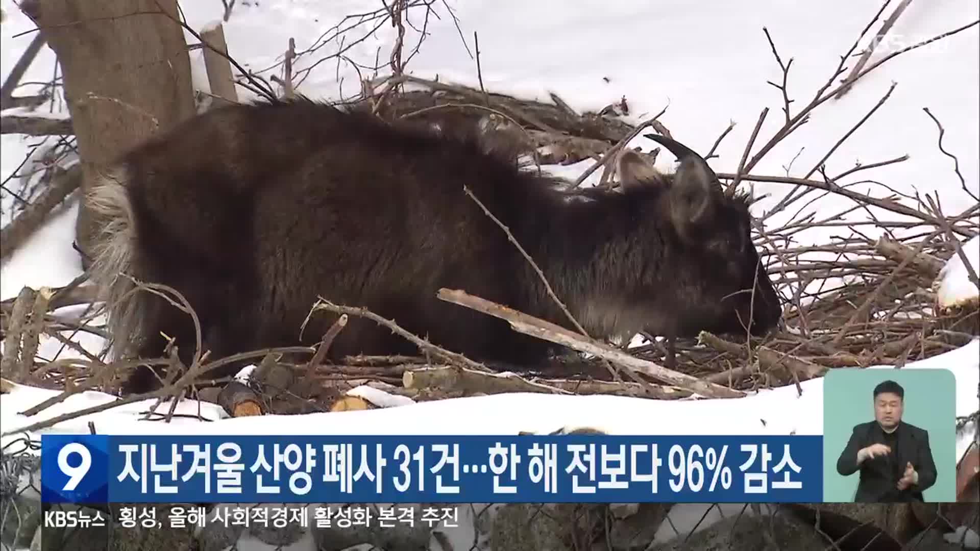지난겨울 산양 폐사 31건…한 해 전보다 96% 감소