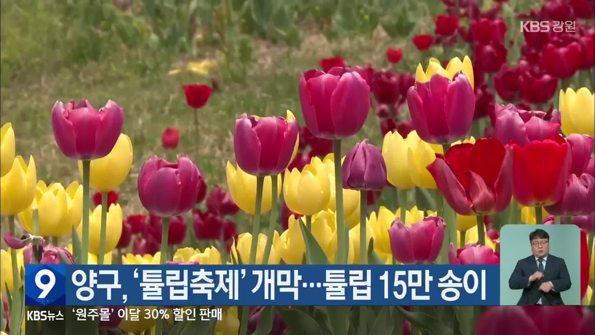 양구, ‘튤립축제’ 개막…튤립 15만 송이