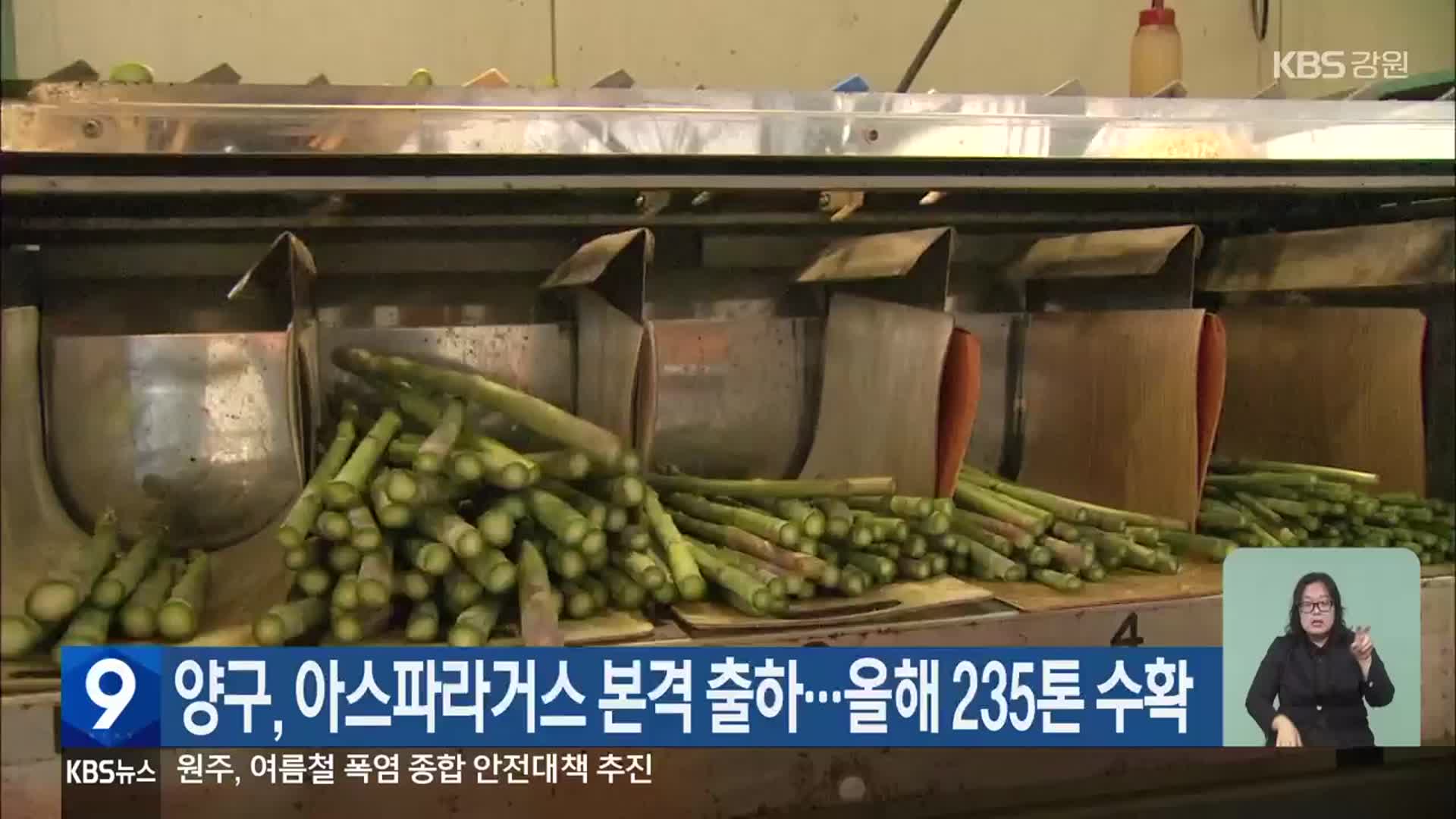 양구, 아스파라거스 본격 출하…올해 235톤 수확