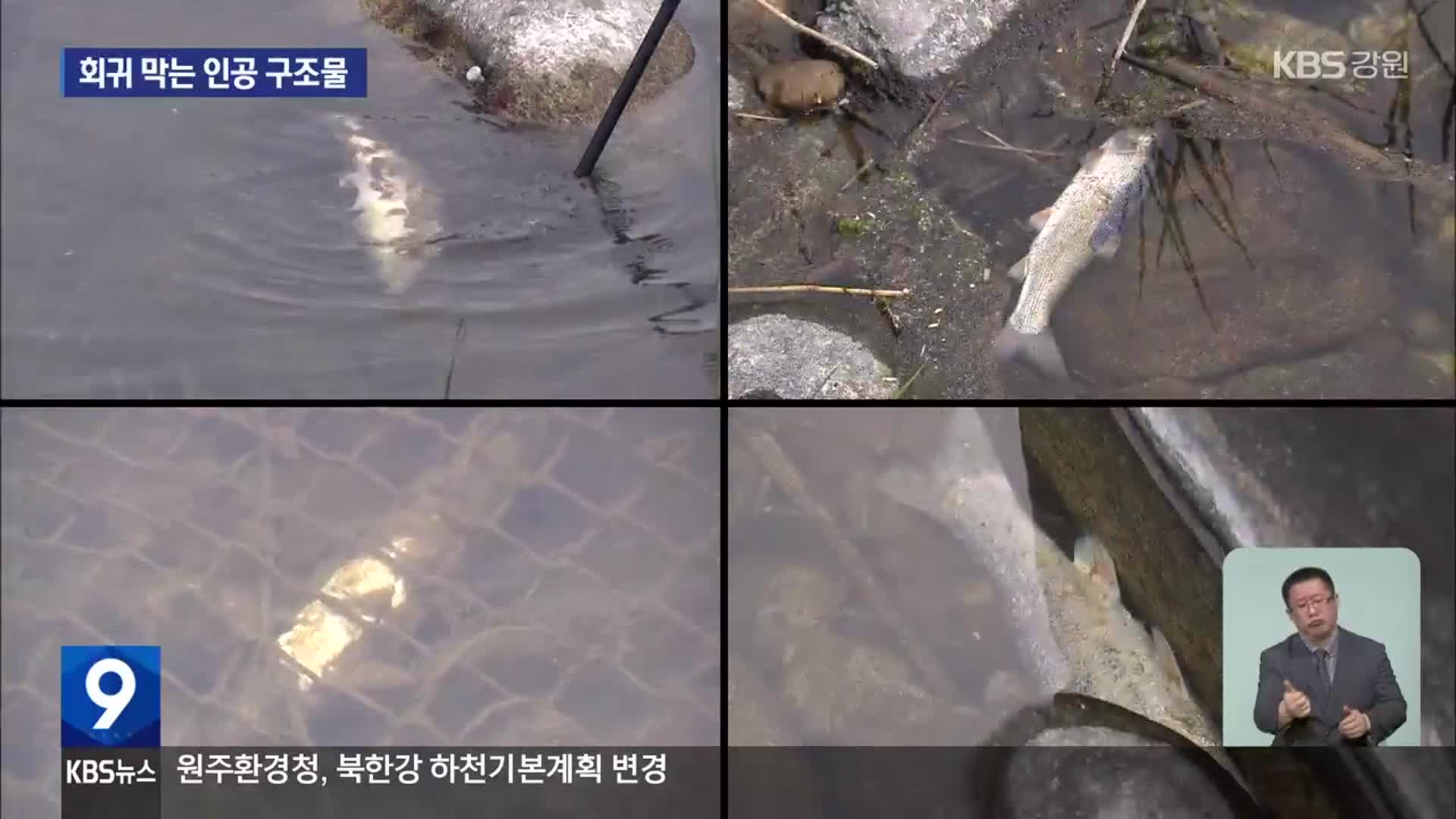 산란철 황어 회귀 가로막는 강원 하천 인공 구조물