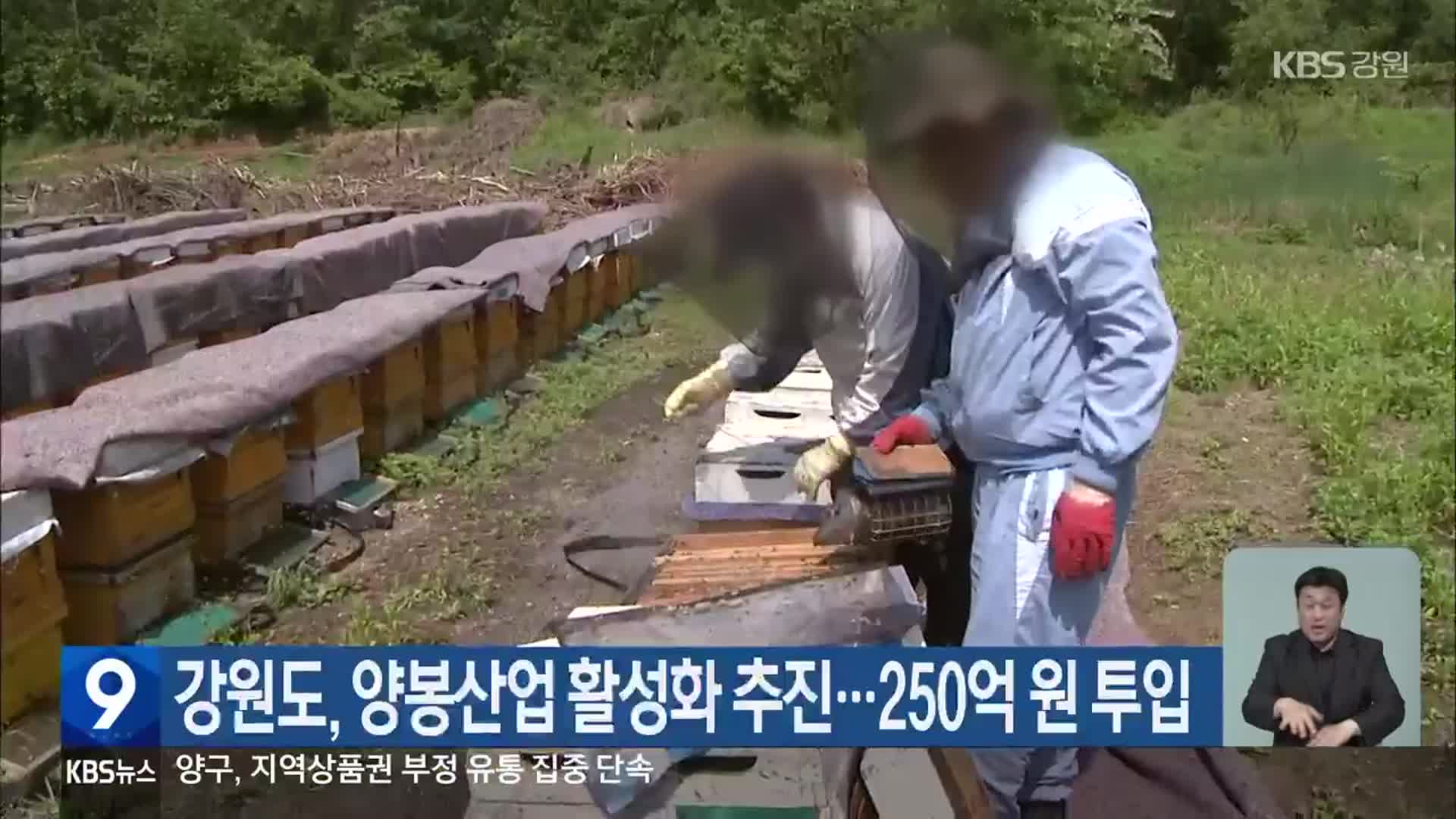 강원도, 양봉산업 활성화 추진…250억 원 투입
