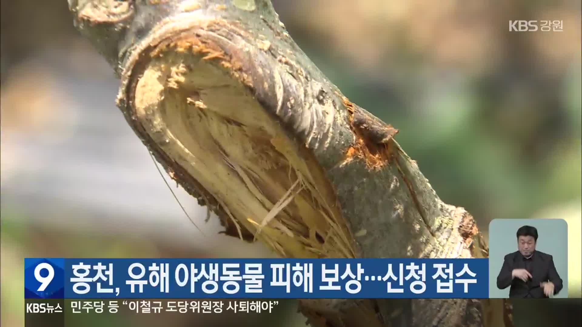 홍천, 유해 야생동물 피해 보상…신청 접수