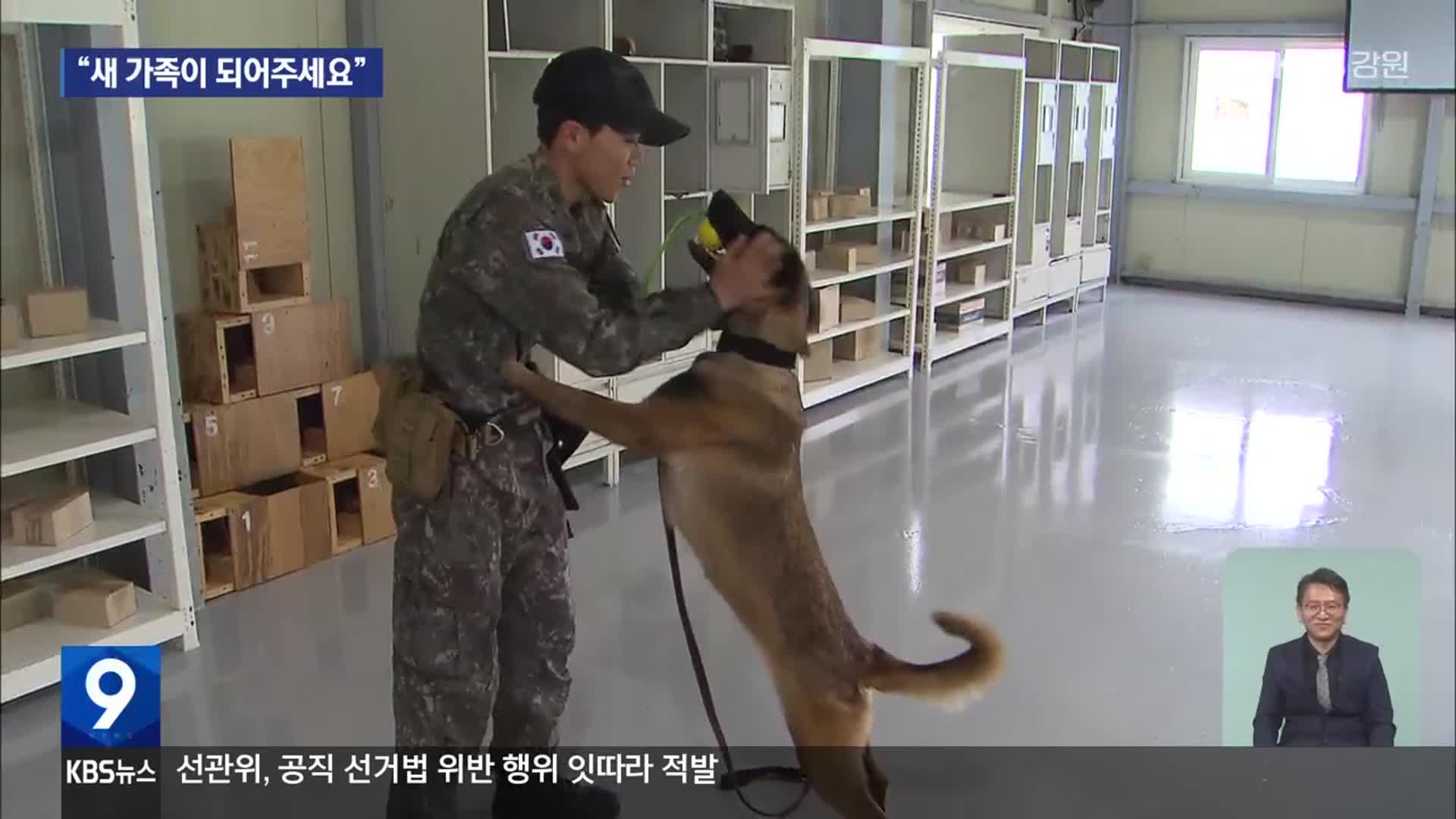 ‘몰라서’·‘늙어서’ 은퇴 군견 분양 뚝…“새 가족이 되어주세요”