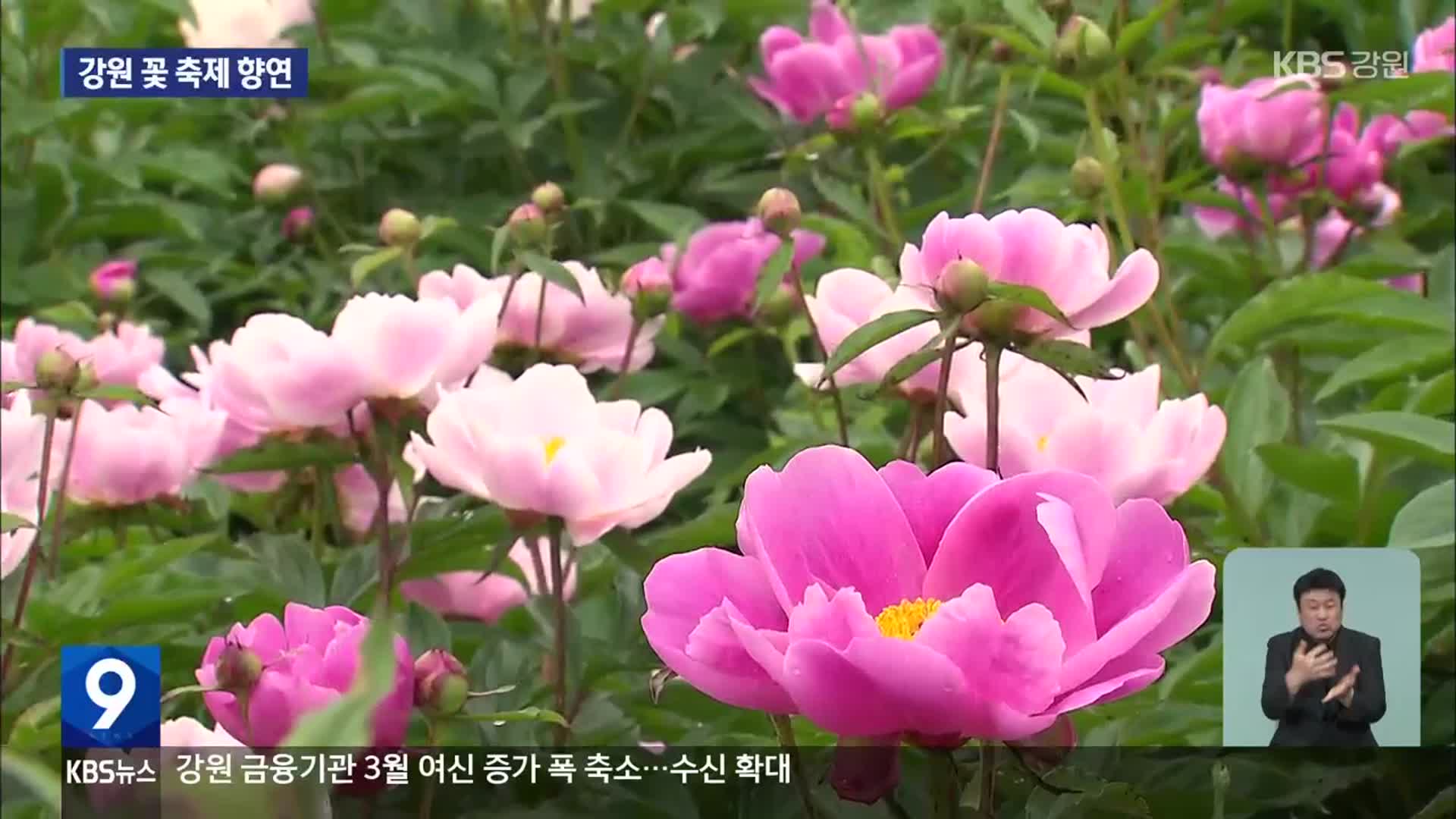폐광지 주민이 가꾼 천만 송이 작약…강원 꽃 축제 향연