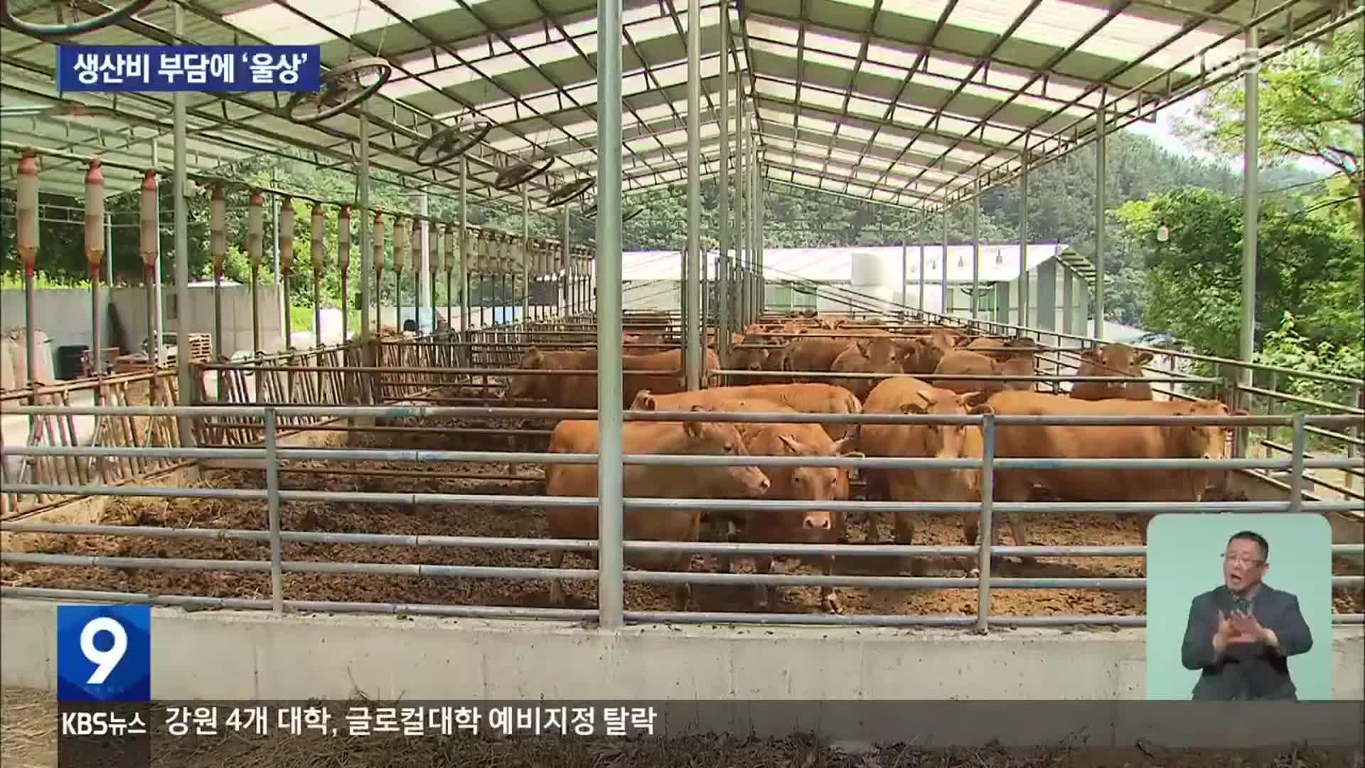 출하 적기 놓친 한우…우사엔 ‘한숨’만