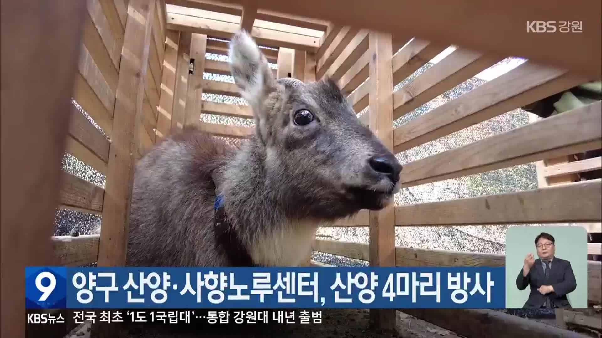 양구 산양·사향노루센터, 산양 4마리 방사