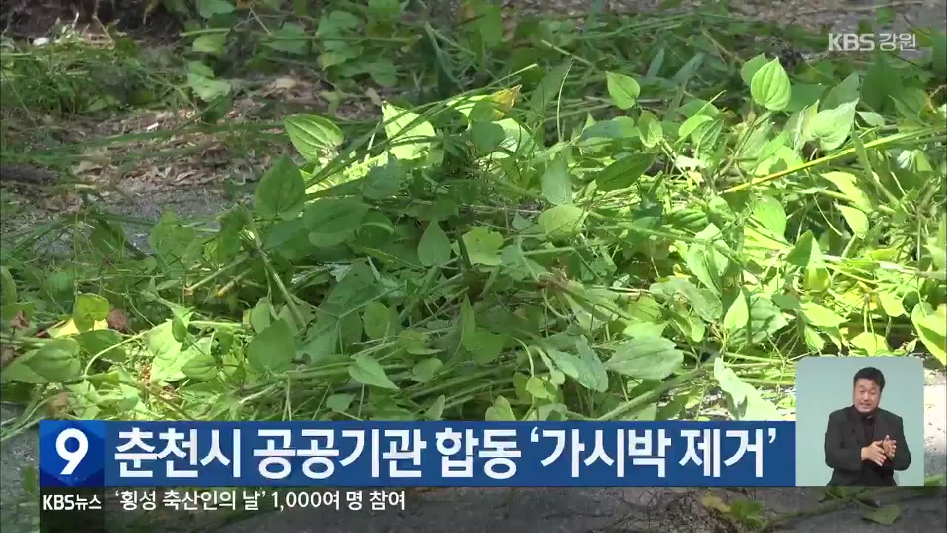 춘천시 공공기관 합동 ‘가시박 제거’